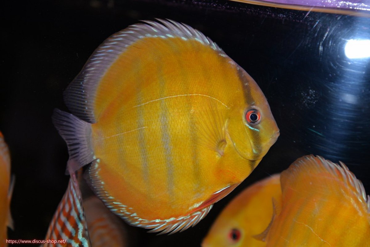 画像1: 【決算セール対象個体】【ワイルドディスカス】【通販】【2年ぶりの入荷】ラーゴパラコニ スーパーイエロー【個体販売】17cm（生体）ラーゴパラコニ産 (1)