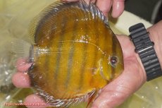 画像2: 【ワイルドディスカス】【通販】【2年ぶりの入荷】ラーゴパラコニ スーパーイエロー【個体販売】17cm（生体）ラーゴパラコニ産 (2)