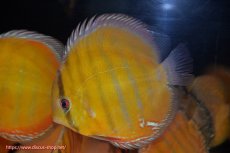 画像3: 【決算セール対象個体】【ワイルドディスカス】【通販】【2年ぶりの入荷】ラーゴパラコニ スーパーイエロー【個体販売】17cm（生体）ラーゴパラコニ産 (3)