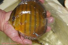 画像4: 【決算セール対象個体】【ワイルドディスカス】【通販】【2年ぶりの入荷】ラーゴパラコニ スーパーイエロー【個体販売】17cm（生体）ラーゴパラコニ産 (4)