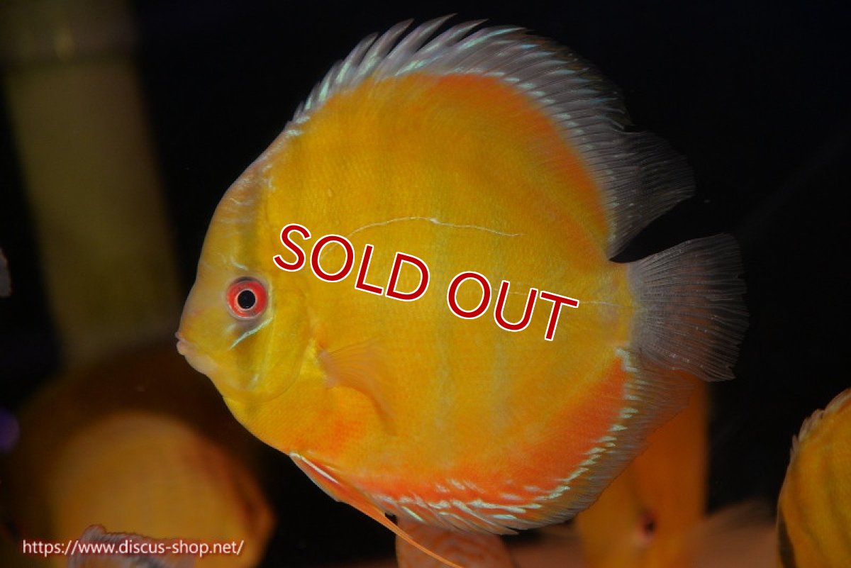 画像1: 【決算セール対象個体】【ワイルドディスカス】【通販】【2年ぶりの入荷】ラーゴパラコニ スーパーイエロー【個体販売】17cm（生体）ラーゴパラコニ産 (1)