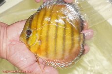 画像1: 【ワイルドディスカス】【通販】【2年ぶりの入荷】ラーゴパラコニ スーパーイエロー【個体販売】17cm（生体）ラーゴパラコニ産 (1)