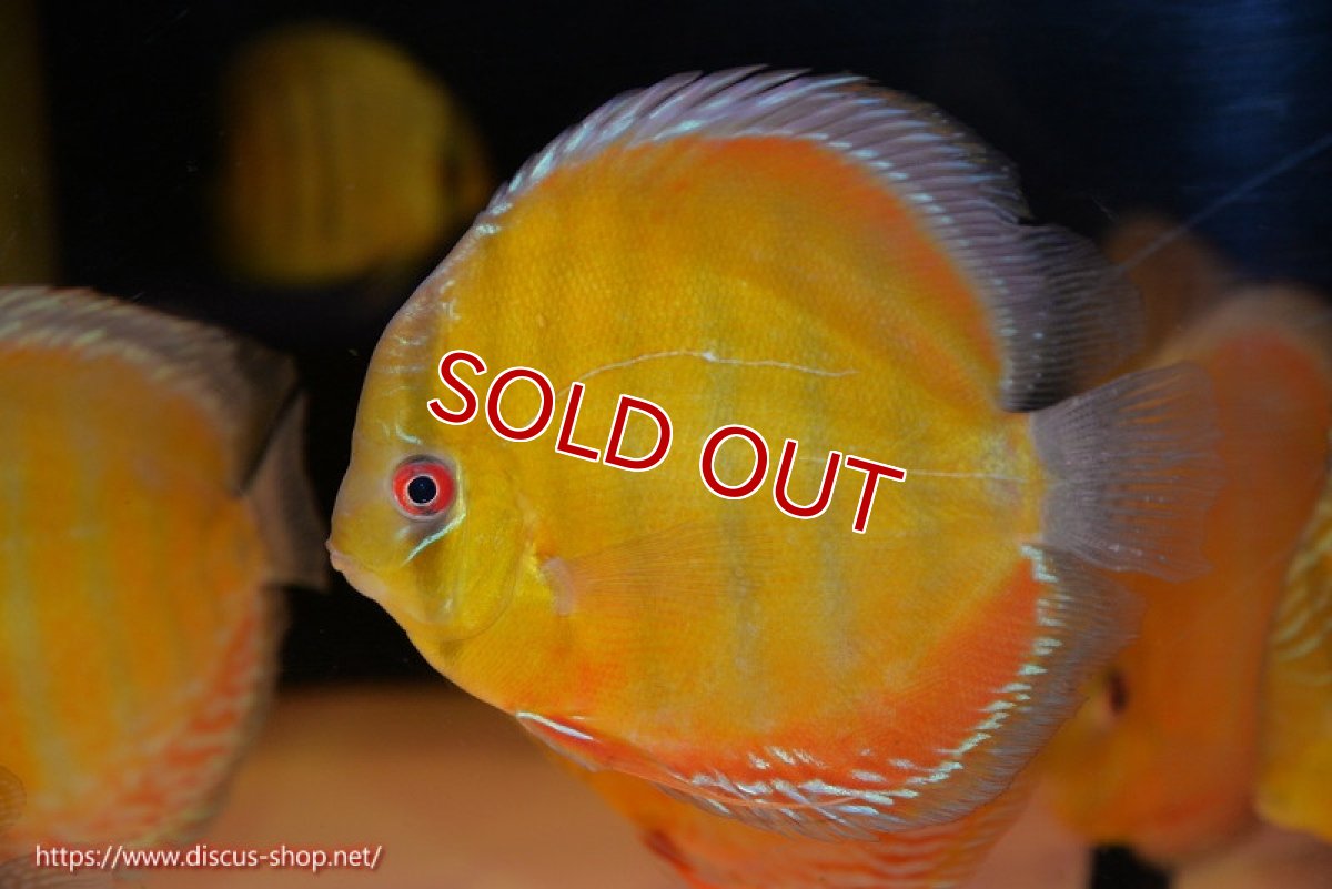 画像2: 【決算セール対象個体】【ワイルドディスカス】【通販】【2年ぶりの入荷】ラーゴパラコニ スーパーイエロー【個体販売】17cm（生体）ラーゴパラコニ産 (2)