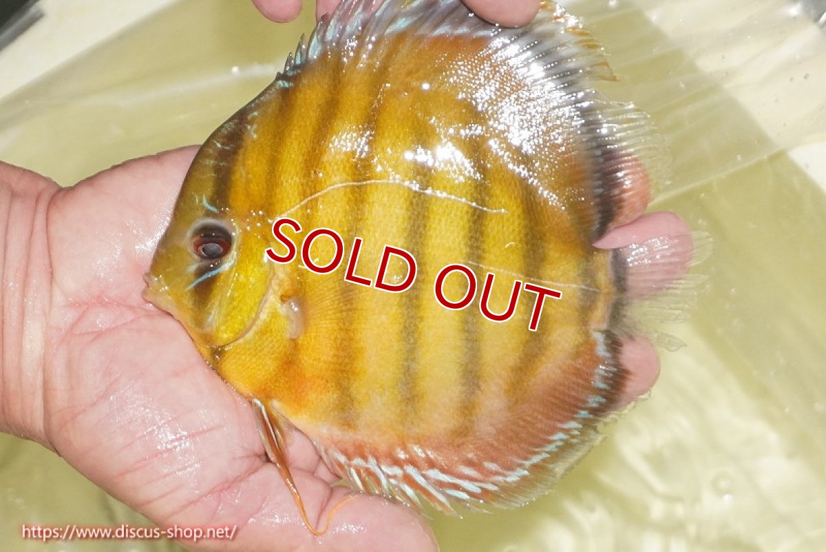 画像3: 【決算セール対象個体】【ワイルドディスカス】【通販】【2年ぶりの入荷】ラーゴパラコニ スーパーイエロー【個体販売】17cm（生体）ラーゴパラコニ産 (3)