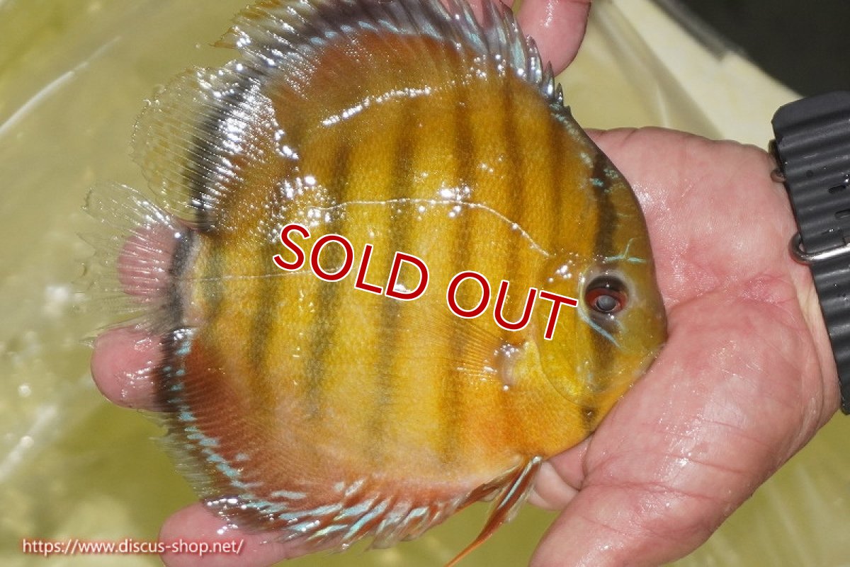 画像4: 【決算セール対象個体】【ワイルドディスカス】【通販】【2年ぶりの入荷】ラーゴパラコニ スーパーイエロー【個体販売】17cm（生体）ラーゴパラコニ産 (4)