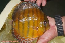 画像2: 【ワイルドディスカス】【通販】【2年ぶりの入荷】ラーゴパラコニ スーパーイエロー【個体販売】17cm（生体）ラーゴパラコニ産 (2)