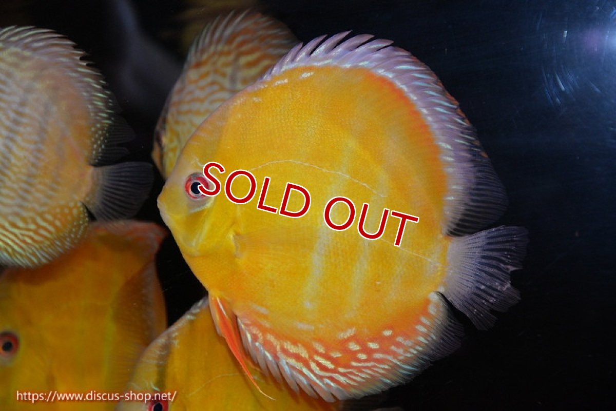 画像1: 【決算セール対象個体】【ワイルドディスカス】【通販】【2年ぶりの入荷】ラーゴパラコニ スーパーイエロー【個体販売】16cm（生体）ラーゴパラコニ産 (1)