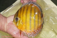 画像1: 【ワイルドディスカス】【通販】【2年ぶりの入荷】ラーゴパラコニ スーパーイエロー【個体販売】16cm（生体）ラーゴパラコニ産 (1)