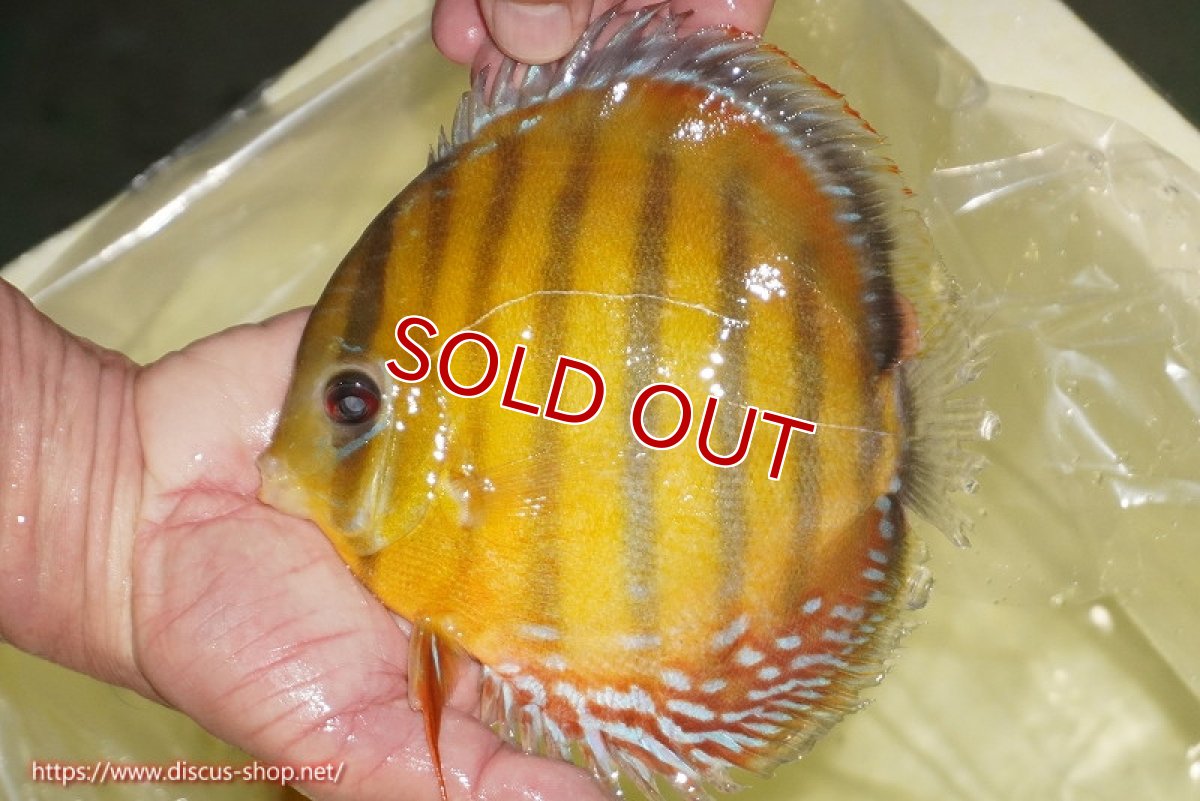 画像2: 【決算セール対象個体】【ワイルドディスカス】【通販】【2年ぶりの入荷】ラーゴパラコニ スーパーイエロー【個体販売】16cm（生体）ラーゴパラコニ産 (2)