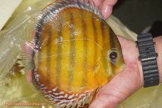 画像2: 【ワイルドディスカス】【通販】【2年ぶりの入荷】ラーゴパラコニ スーパーイエロー【個体販売】16cm（生体）ラーゴパラコニ産 (2)