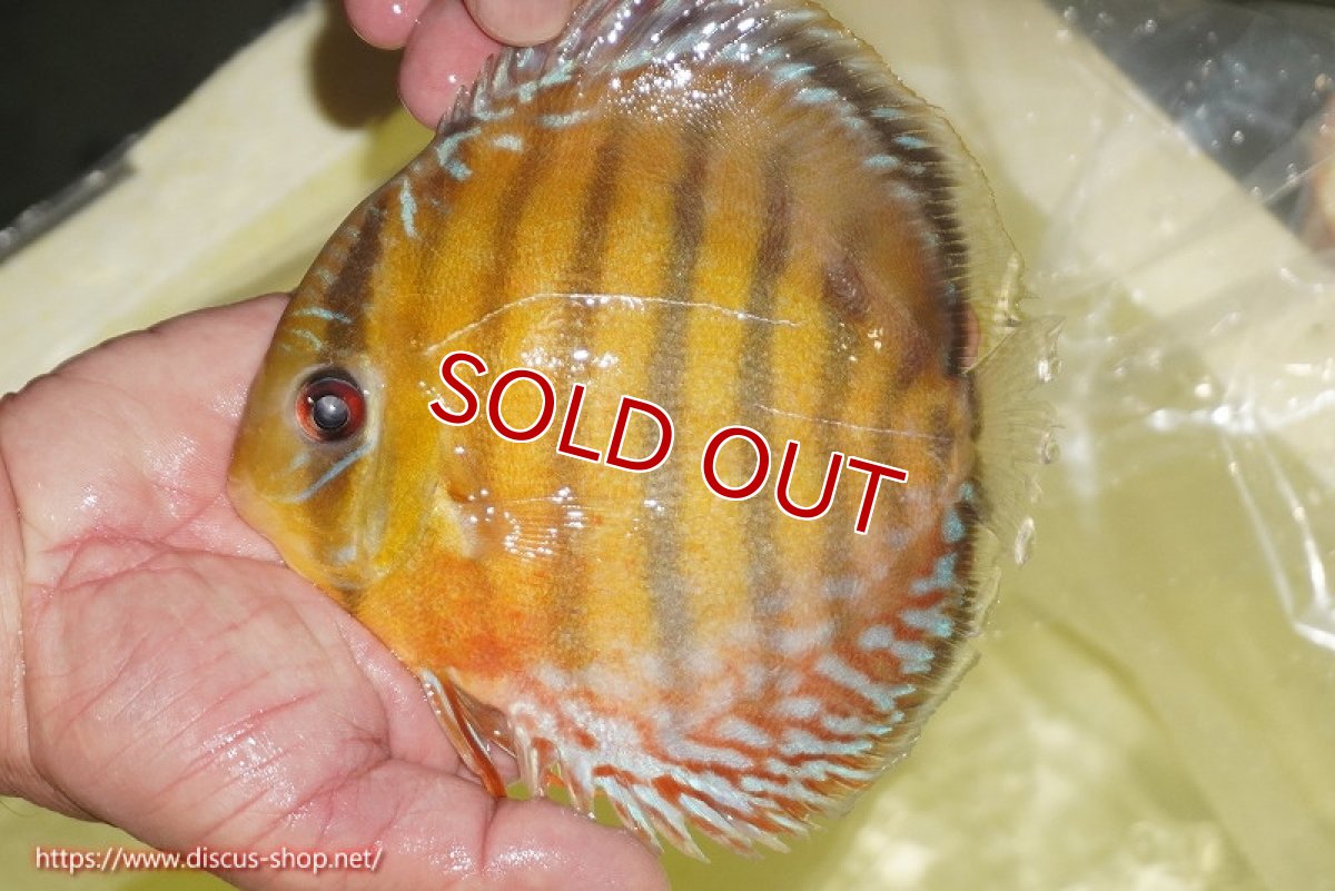 画像2: 【ワイルドディスカス】【通販】【2年ぶりの入荷】ラーゴパラコニ スーパーイエロー【個体販売】16cm（生体）ラーゴパラコニ産 (2)