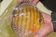 画像3: 【決算セール対象個体】【ワイルドディスカス】【通販】【2年ぶりの入荷】ラーゴパラコニ スーパーイエロー【個体販売】16cm（生体）ラーゴパラコニ産 (3)