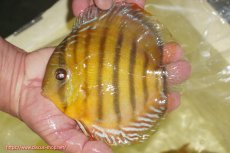 画像1: 【ワイルドディスカス】【通販】【2年ぶりの入荷】ラーゴパラコニ スーパーイエロー【個体販売】15cm（生体）ラーゴパラコニ産 (1)