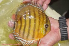 画像2: 【ワイルドディスカス】【通販】【2年ぶりの入荷】ラーゴパラコニ スーパーイエロー【個体販売】15cm（生体）ラーゴパラコニ産 (2)