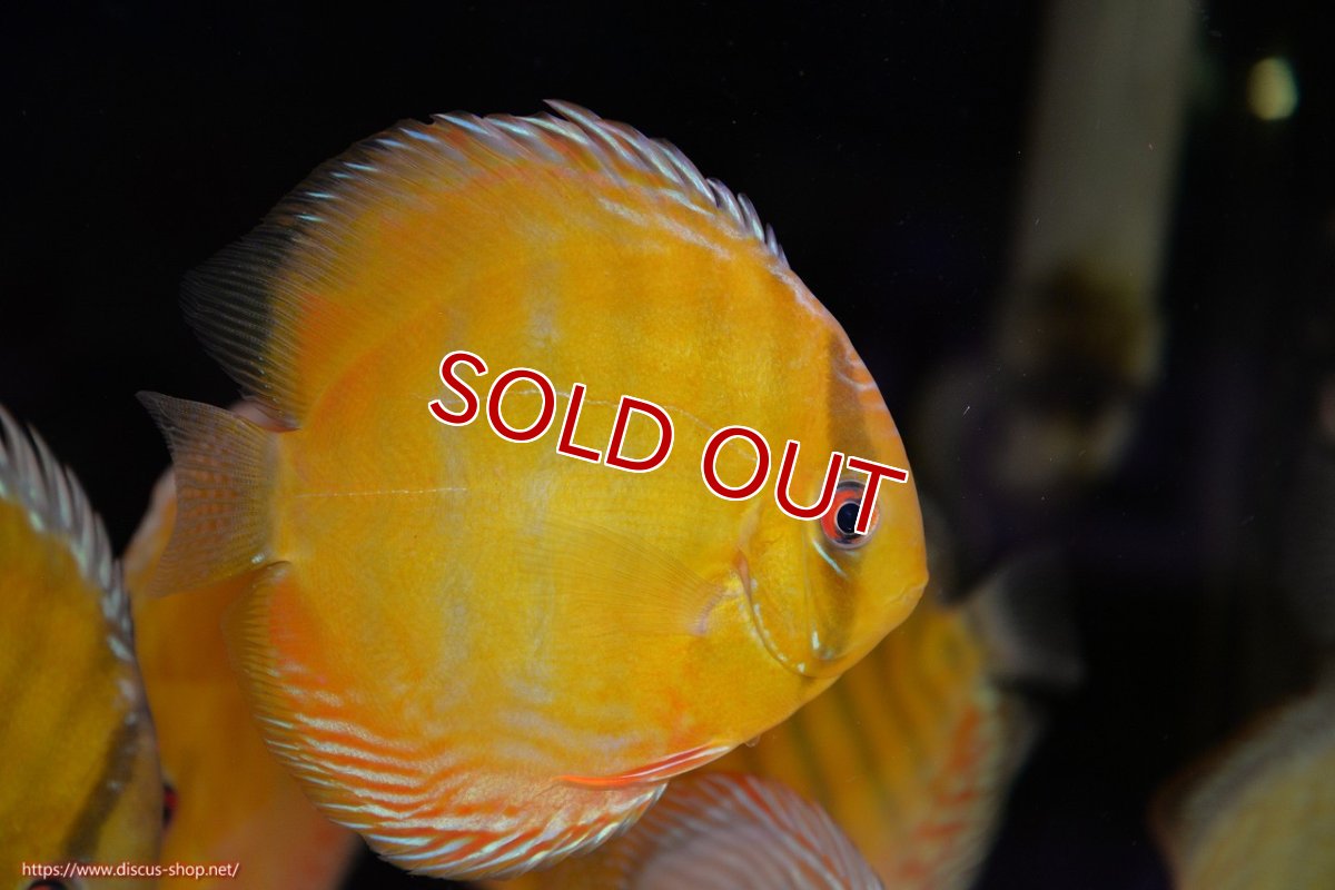 画像1: 【30周年記念セール対象個体】【ワイルドディスカス】【通販】【2年ぶりの入荷】ラーゴパラコニ スーパーイエロー【個体販売】15cm（生体）ラーゴパラコニ産 (1)