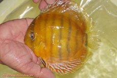 画像1: 【ワイルドディスカス】【通販】【2年ぶりの入荷】ラーゴパラコニ スーパーイエロー【個体販売】15cm（生体）ラーゴパラコニ産 (1)