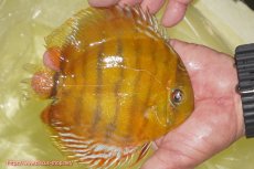 画像3: 【決算セール対象個体】【ワイルドディスカス】【通販】【2年ぶりの入荷】ラーゴパラコニ スーパーイエロー【個体販売】15cm（生体）ラーゴパラコニ産 (3)