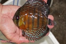 画像1: 【特選特価個体】【ワイルドディスカス】【通販】【入荷後未掲載個体】ラーゴイリピシスーパーレッド【個体販売】14-16cm（生体）ラーゴイリピシ産 (1)