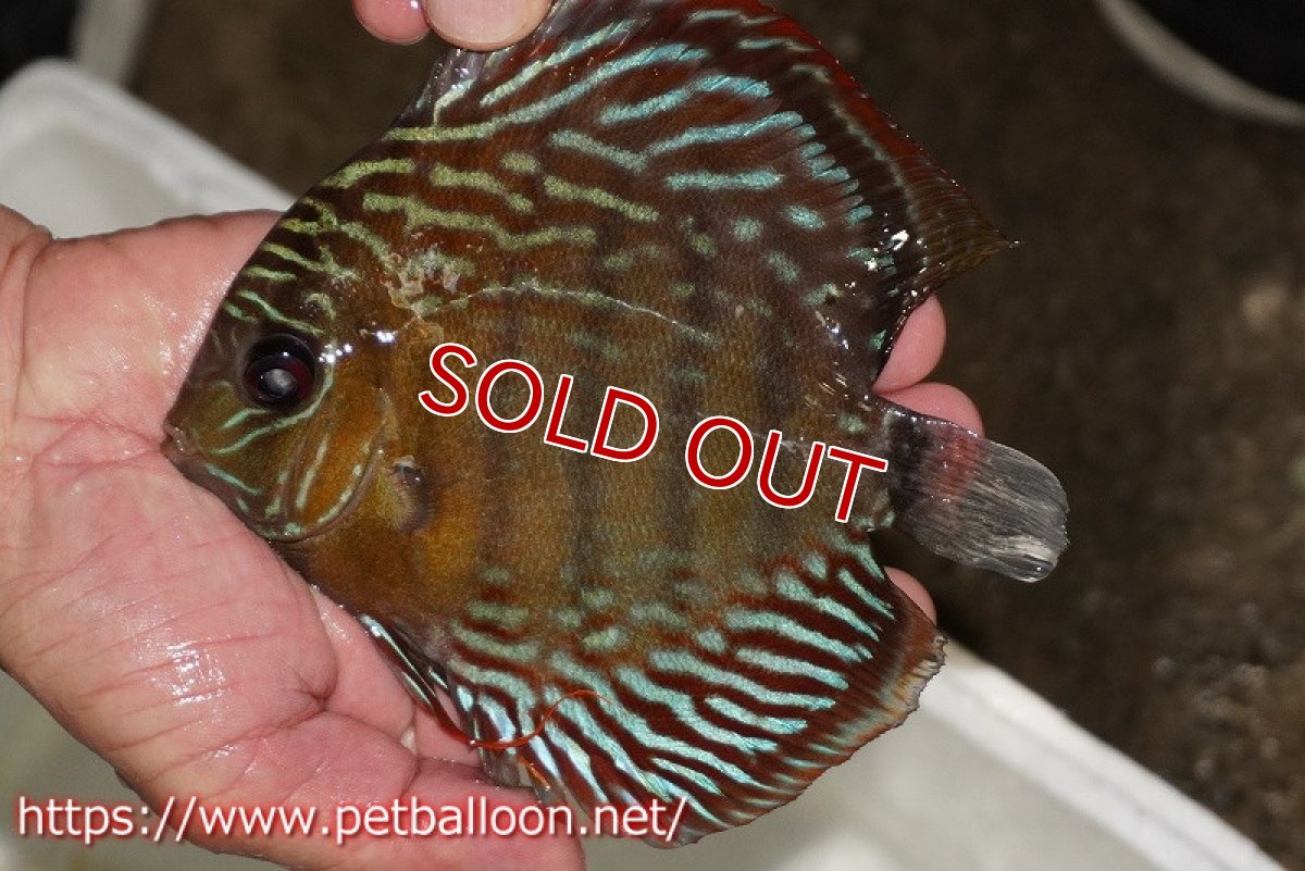 画像1: 【1匹購入で1匹サービス　クーポンコード1】【ワイルドディスカス】【通販】【入荷後未掲載個体】ラーゴイリピシロイヤル【個体販売】14-16cm（生体）ラーゴイリピシ産 (1)