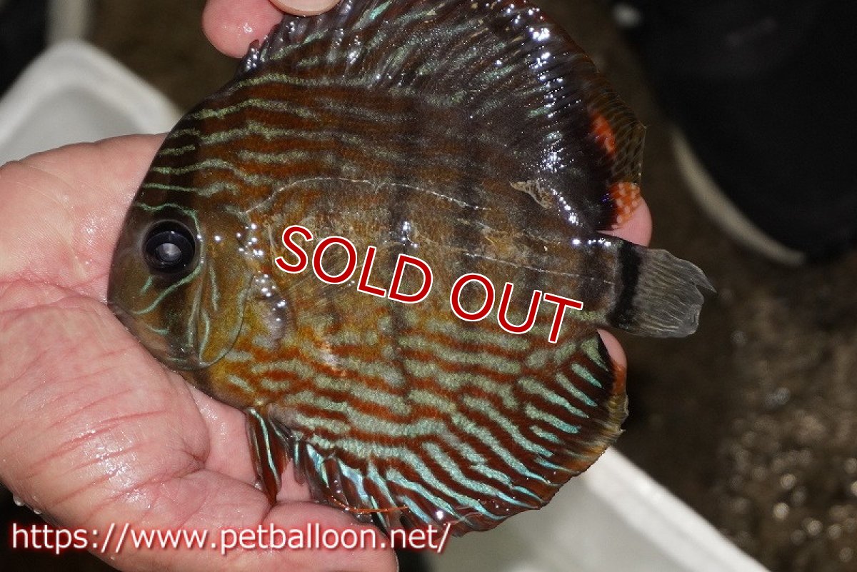 画像1: 【1匹購入で1匹サービス　クーポンコード1】【ワイルドディスカス】【通販】【入荷後未掲載個体】ラーゴイリピシロイヤル（金目）【個体販売】14-16cm（生体）ラーゴイリピシ産 (1)