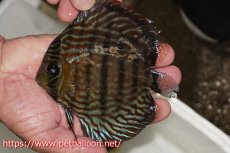 画像1: 【特選特価個体】【ワイルドディスカス】【通販】【入荷後未掲載個体】ラーゴイリピシロイヤル（金目）【個体販売】14-16cm（生体）ラーゴイリピシ産 (1)