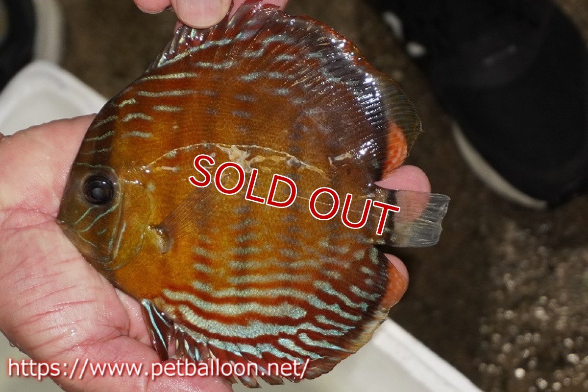 画像1: 【特選特価個体】【ワイルドディスカス】【通販】【入荷後未掲載個体】ラーゴイリピシロイヤル（金目）【個体販売】14-16cm（生体）ラーゴイリピシ産 (1)