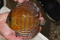 画像1: 【特選特価個体】【ワイルドディスカス】【通販】【入荷後未掲載個体】ラーゴイリピシロイヤル（金目）【個体販売】14-16cm（生体）ラーゴイリピシ産 (1)