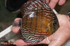 画像2: 【ワイルドディスカス】【通販】【入荷後未掲載個体】ラーゴイリピシロイヤル【個体販売】14-16cm（生体）ラーゴイリピシ産 (2)