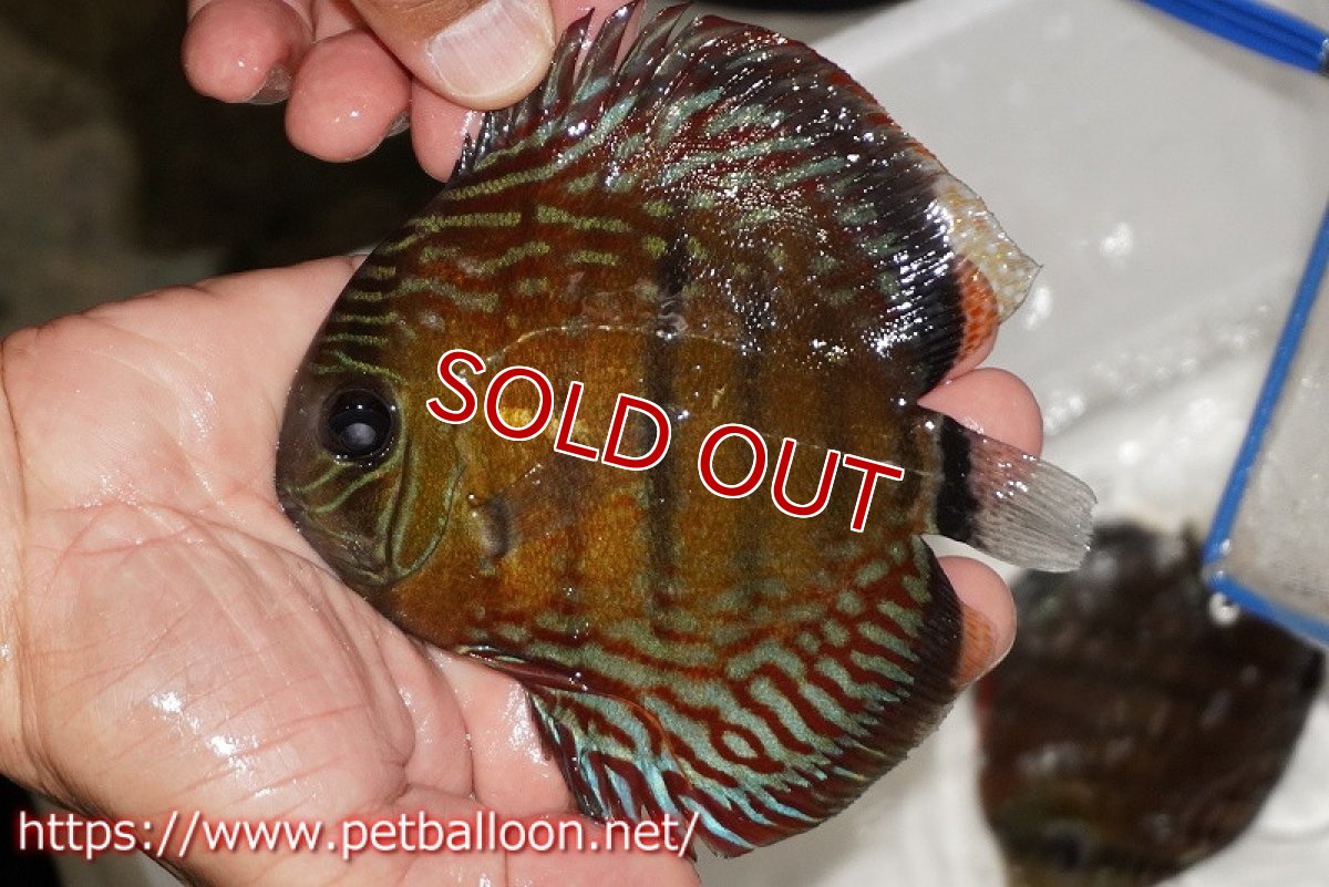 画像1: 【1匹購入で1匹サービス　クーポンコード1】【ワイルドディスカス】【通販】【入荷後未掲載個体】ラーゴイリピシロイヤル【個体販売】13-14cm（生体）ラーゴイリピシ産 (1)