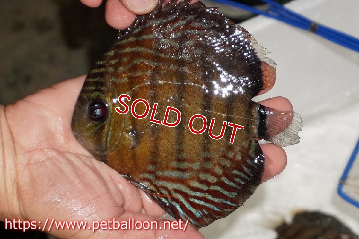 画像1: 【1匹購入で1匹サービス　クーポンコード1】【ワイルドディスカス】【通販】【入荷後未掲載個体】ラーゴイリピシロイヤル【個体販売】13-14cm（生体）ラーゴイリピシ産 (1)
