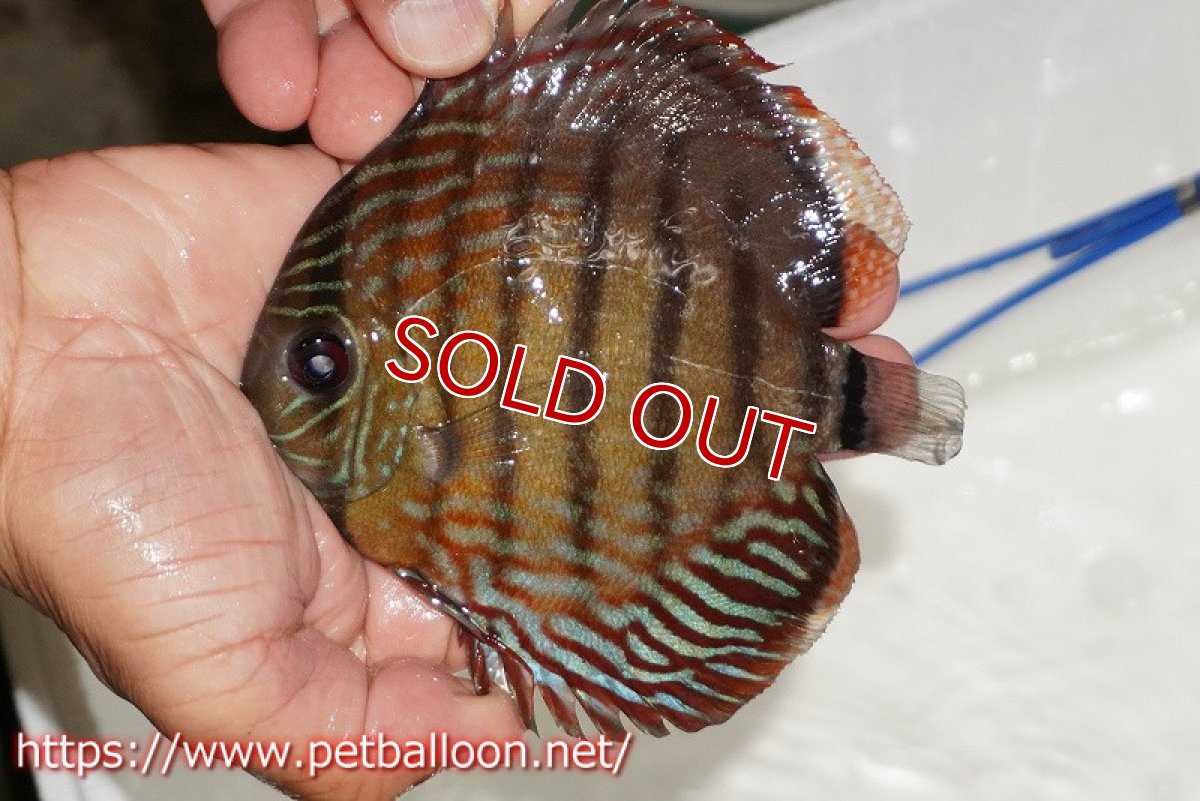 画像1: 【1匹購入で1匹サービス　クーポンコード1】【ワイルドディスカス】【通販】【入荷後未掲載個体】ラーゴイリピシロイヤル【個体販売】13-14cm（生体）ラーゴイリピシ産 (1)