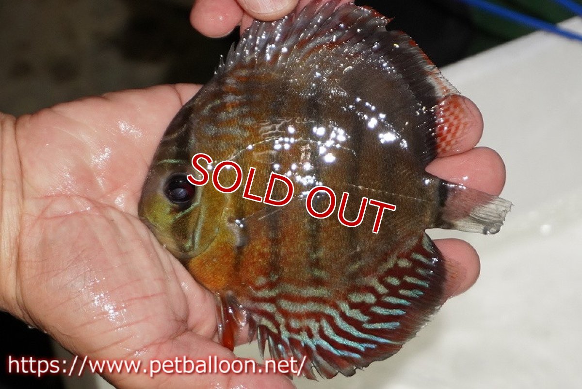 画像1: 【1匹購入で1匹サービス　クーポンコード1】【ワイルドディスカス】【通販】【入荷後未掲載個体】ラーゴイリピシロイヤル【個体販売】13-14cm（生体）ラーゴイリピシ産 (1)