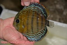 画像1: 【10％OFFクーポン対象個体】【ワイルドディスカス】【通販】【大特価品】【入荷後未掲載個体】オリキシミーナブルー【個体販売】14-15cm（生体）オリキシミーナ産 (1)