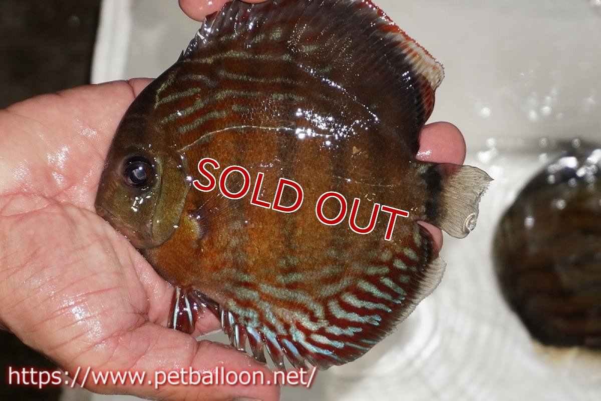 画像1: 【ワイルドディスカス】【通販】【大特価品】【入荷後未掲載個体】オリキシミーナブルー【個体販売】14-15cm（生体）オリキシミーナ産 (1)