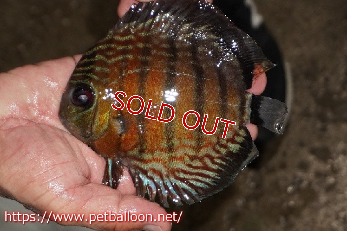 画像1: 【ワイルドディスカス】【通販】【大特価品】【入荷後未掲載個体】オリキシミーナブルー【個体販売】14-15cm（生体）オリキシミーナ産 (1)