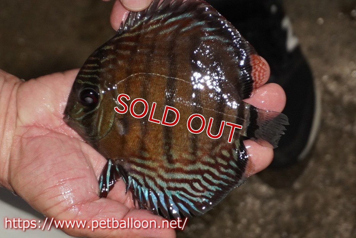 画像1: 【ワイルドディスカス】【通販】【大特価品】【入荷後未掲載個体】オリキシミーナブルー【個体販売】14-15cm（生体）オリキシミーナ産 (1)