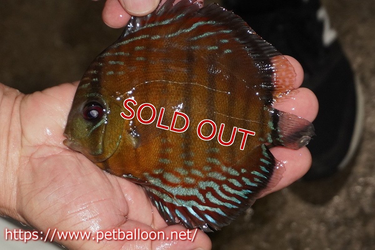 画像1: 【ワイルドディスカス】【通販】【大特価品】【入荷後未掲載個体】オリキシミーナブルー【個体販売】14-15cm（生体）オリキシミーナ産 (1)