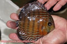 画像2: 【ワイルドディスカス】【通販】【大特価品】【入荷後未掲載個体】オリキシミーナブルー【個体販売】14-15cm（生体）オリキシミーナ産 (2)