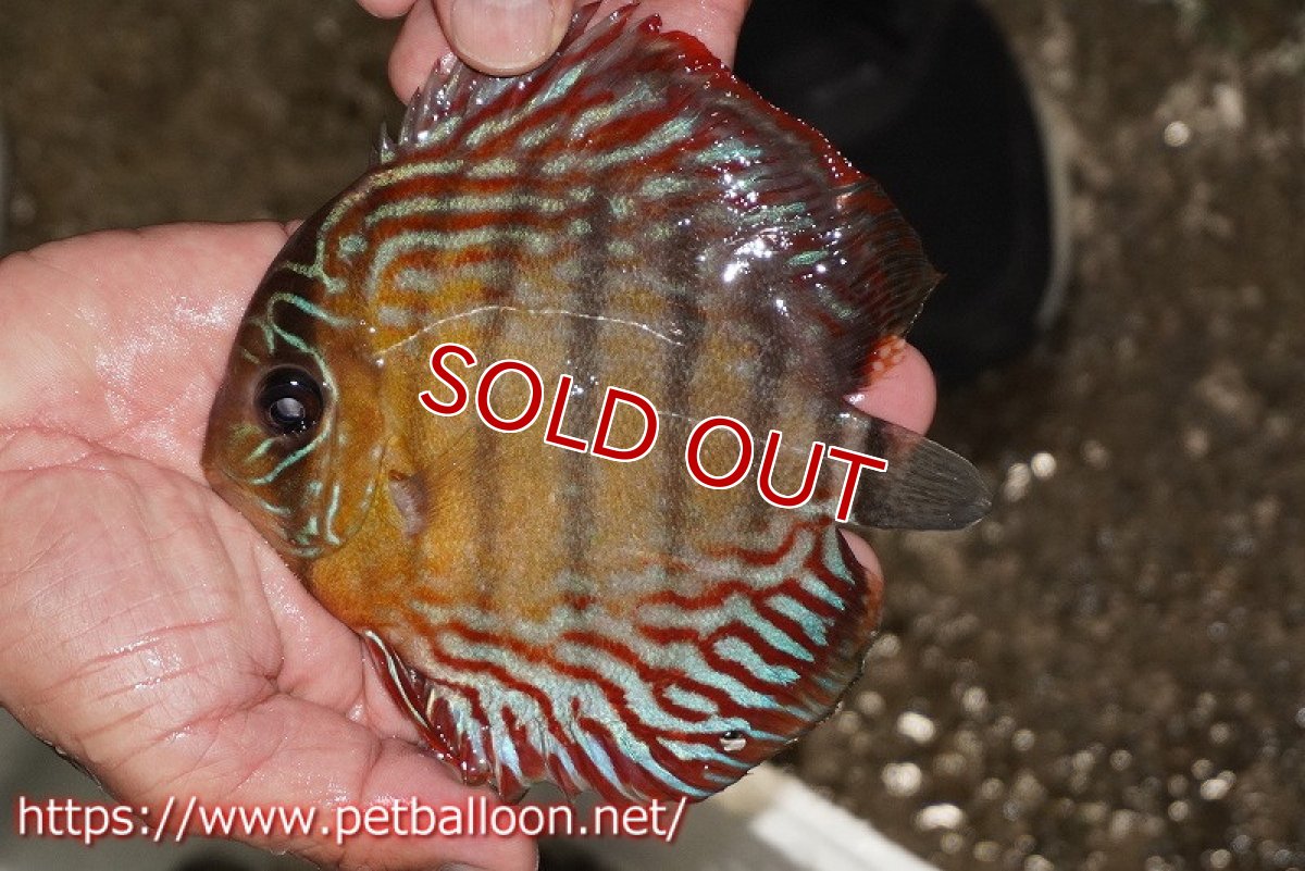 画像1: 【ワイルドディスカス】【通販】【大特価品】【入荷後未掲載個体】オリキシミーナブルー【個体販売】14-15cm（生体）オリキシミーナ産 (1)