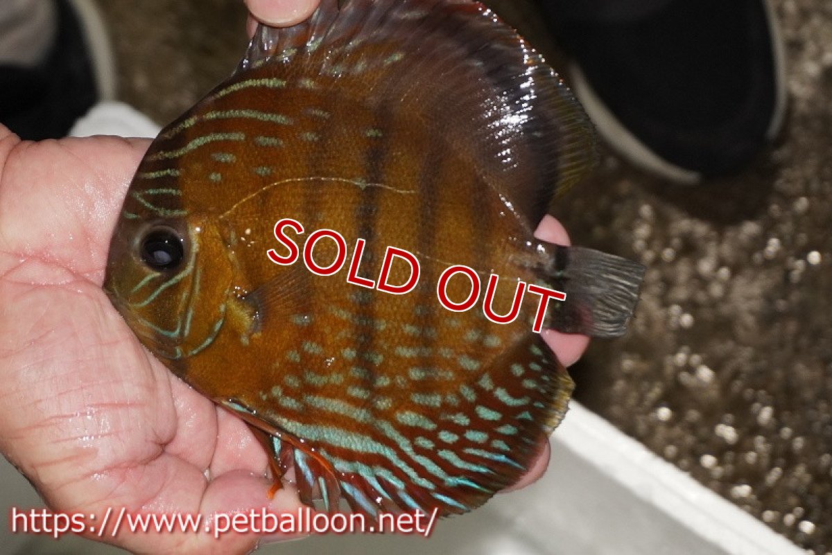 画像1: 【ワイルドディスカス】【通販】【大特価品】【入荷後未掲載個体】オリキシミーナブルー【個体販売】14-15cm（生体）オリキシミーナ産 (1)