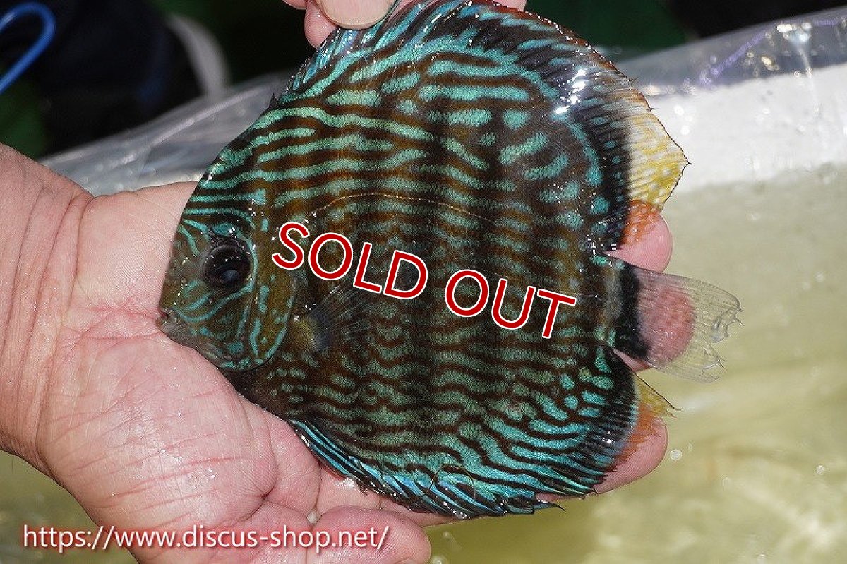 画像4: 【ワイルドディスカス】【通販】オリキシミーナスーパーロイヤル【個体販売】14cm（生体）オリキシミーナ産 (4)