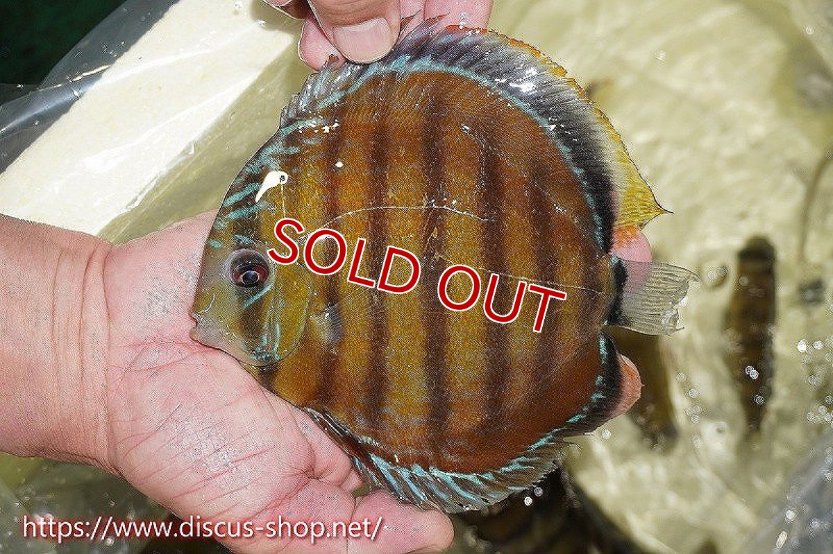 画像5: 【ワイルドディスカス】【通販】オリキシミーナスーパーレッド【個体販売】15cm（生体）オリキシミーナ産 (5)