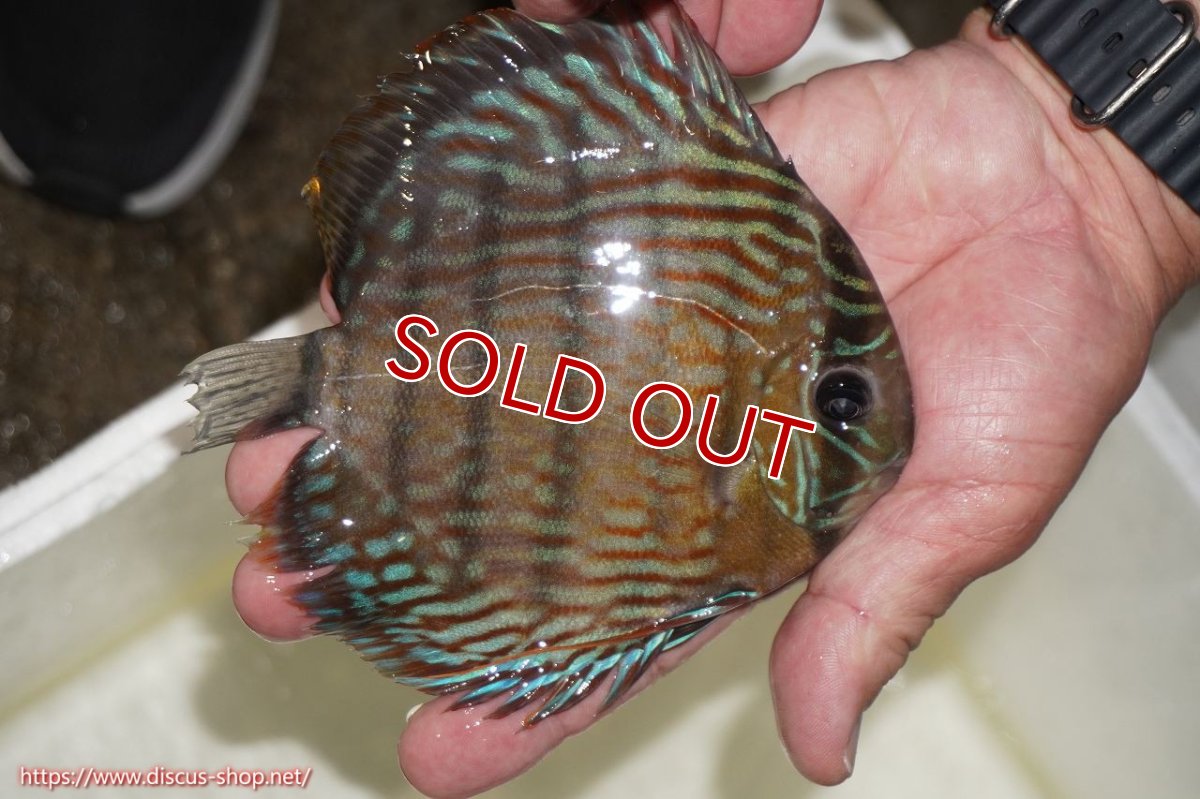 画像3: 【クーポン対象個体 1匹購入で10%OFF 2匹購入で15%OFF 3匹購入で20%OFF】【ワイルドディスカス】【通販】オリキシミーナロイヤル（金目）【個体販売】14-15cm（生体）オリキシミーナ産 (3)
