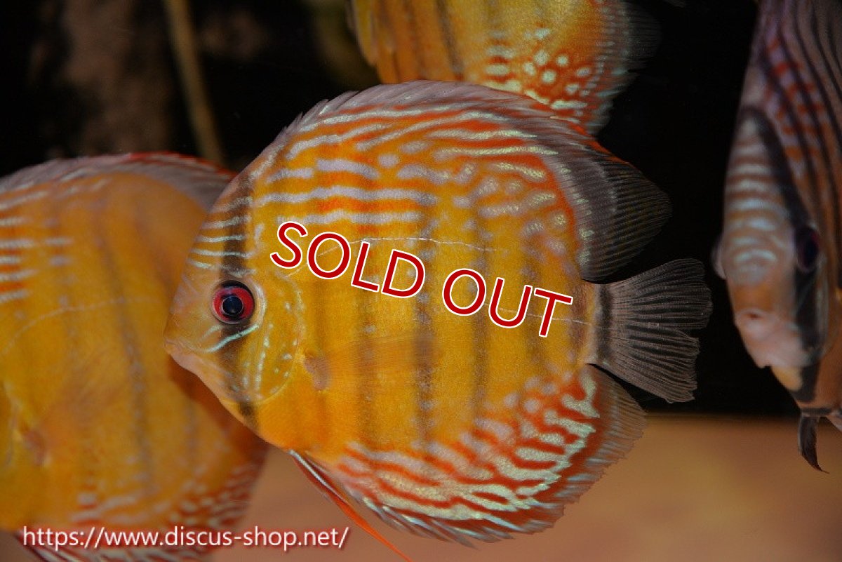 画像1: 【サマーセール対象個体　２匹以上でクーポンご利用で20％OFF】【ワイルドディスカス】【通販】オリキシミーナミドルロイヤル【個体販売】14-16cm（生体）オリキシミーナ産 (1)