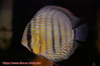 ディスカス\販売形式\個体販売 - ペットバルーンEX ワイルドディスカス 