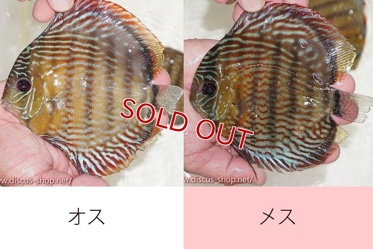 画像1: 【水槽整理のため完全在庫処分　激安50％OFFペア】【ワイルドディスカス】【通販】オリキシミーナスーパーロイヤル【個体ペア販売】15-16cm（生体）オリキシミーナ産 (1)
