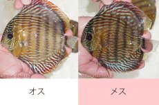 画像1: 【ワイルドディスカス】【通販】オリキシミーナスーパーロイヤル【個体ペア販売】15-16cm（生体）オリキシミーナ産 (1)