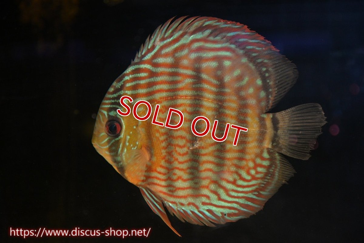 画像5: 【水槽整理のため完全在庫処分　激安50％OFFペア】【ワイルドディスカス】【通販】オリキシミーナスーパーロイヤル【個体ペア販売】15-16cm（生体）オリキシミーナ産 (5)