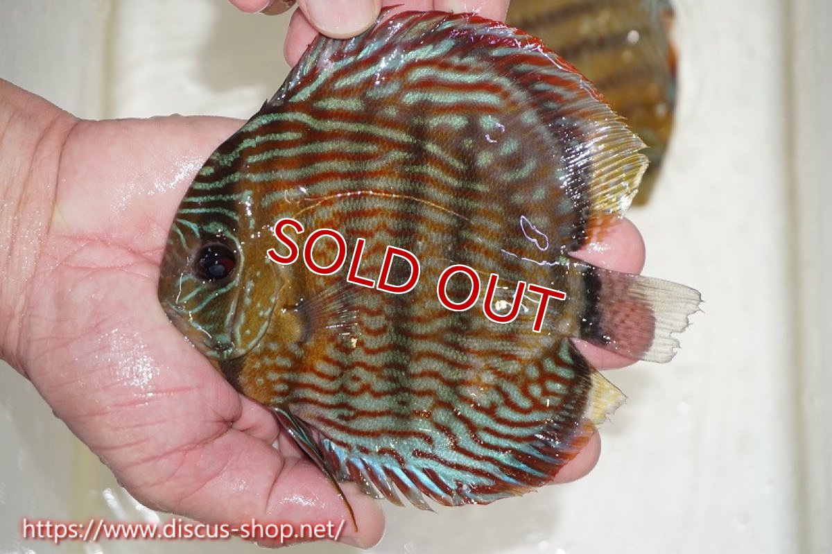 画像6: 【水槽整理のため完全在庫処分　激安50％OFFペア】【ワイルドディスカス】【通販】オリキシミーナスーパーロイヤル【個体ペア販売】15-16cm（生体）オリキシミーナ産 (6)