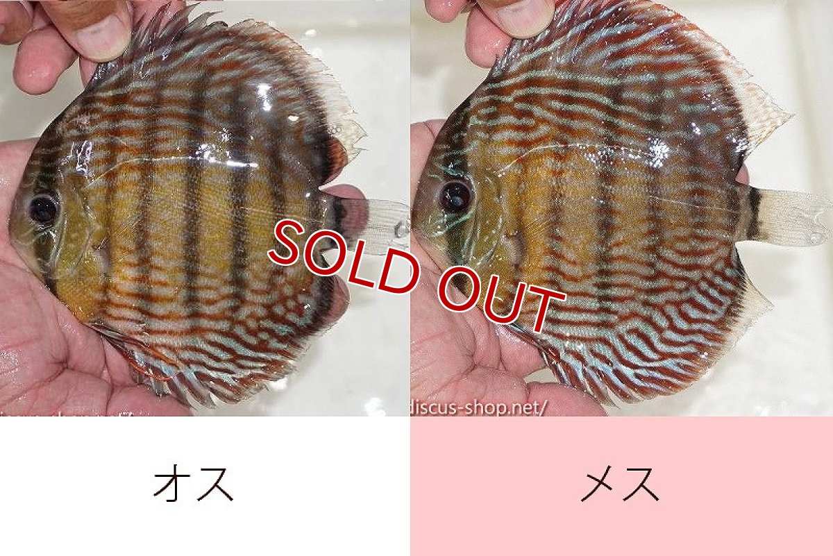 画像1: 【水槽整理のため完全在庫処分　激安50％OFFペア】【ワイルドディスカス】【通販】オリキシミーナスーパーロイヤル【個体ペア販売】15-16cm（生体）オリキシミーナ産 (1)